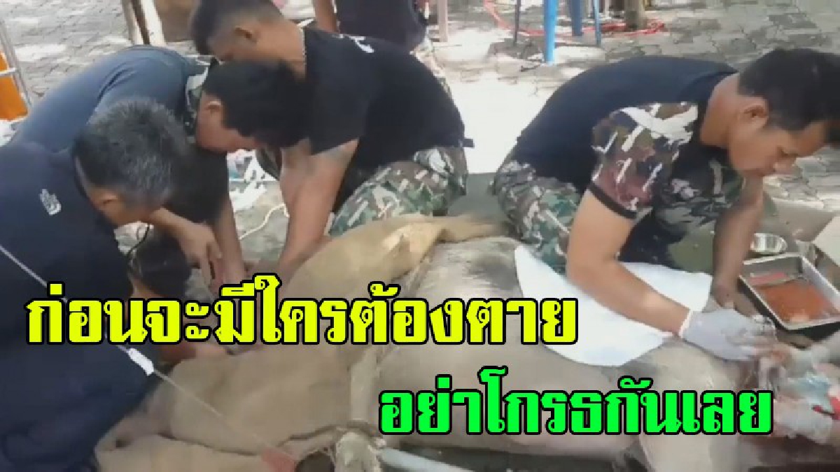 ต้องจัดการเด็ดขาด!!จนท.ระดมจับหมูป่าทำร้ายพระ ตัดเขี้ยวทำหมัน เพื่อแก้ปัญหายั้งยืน หลังเขี้ยวแทงพระบาดเจ็บ(ชมคลิป)