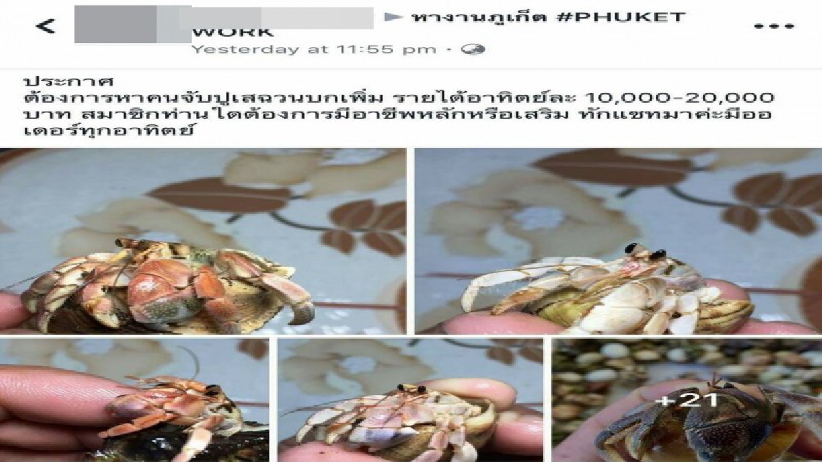 เพจ Healthy Reefs Club ของกลุ่มอนุรักษ์ทรัพยากรทางทะเลฯอันดามัน โพสต์ปัญหาการเก็บปูเสฉวนบกจำหน่าย เริ่มกลับมาบูม เสี่ยงทำลายระบบนิเวศ