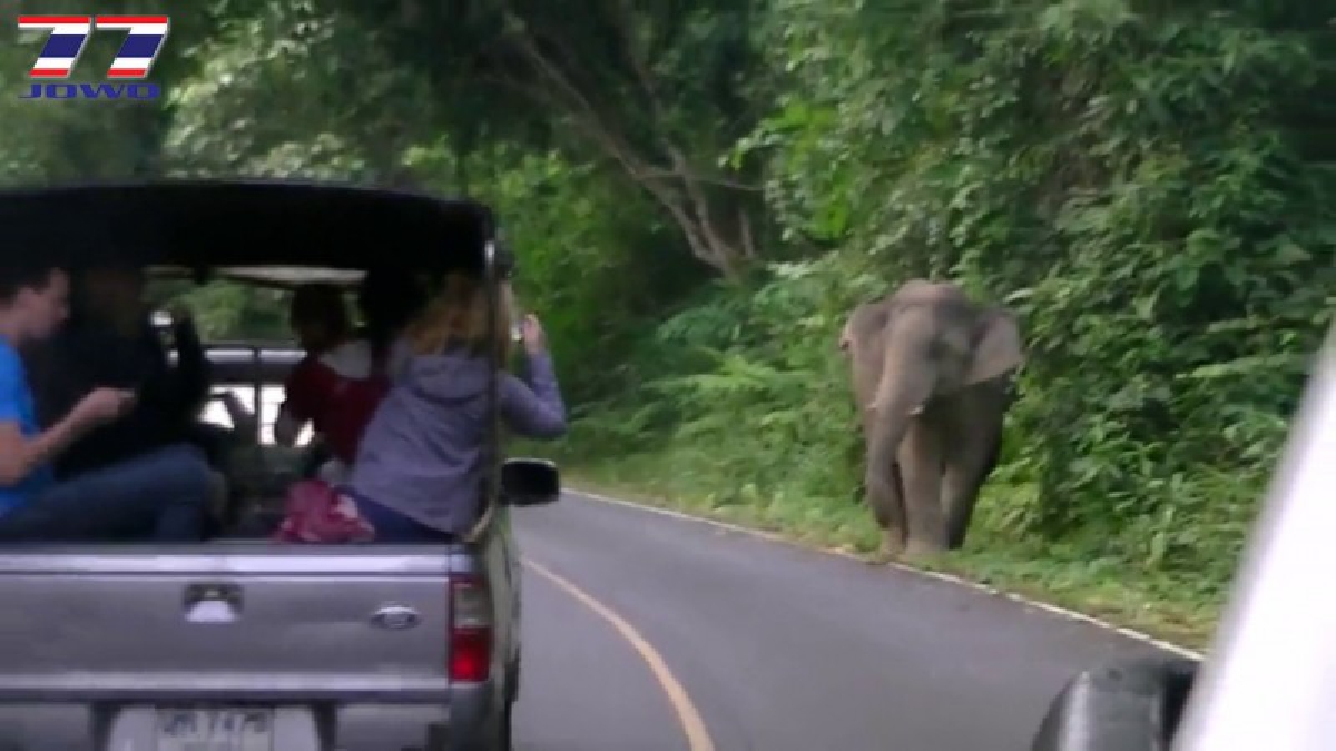 เจ้าหน้าที่ชุดอารักขาช้างป่า อุทยานแห่งชาติเขาใหญ่ เร่งเปิดทาง หลังช้างหงุดหงิดใช้งวงพาดกระจกรถยนต์แตกไป 2 คัน (ชมคลิป)