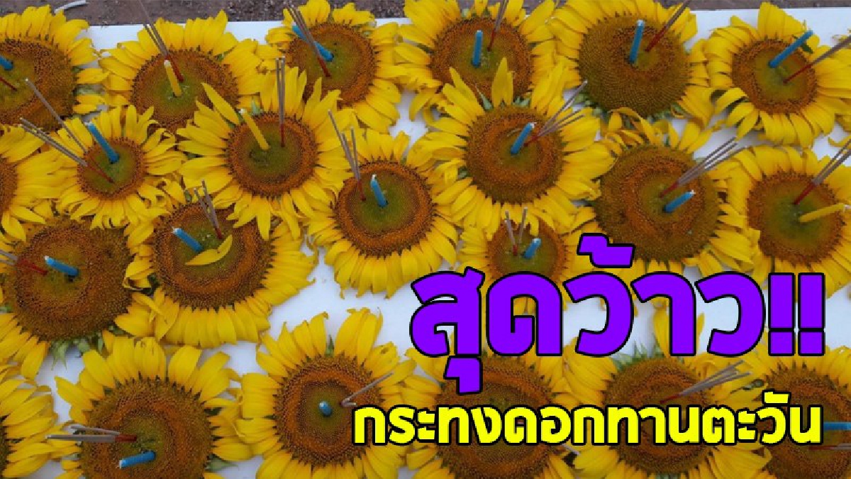 สุดเจ๋ง..!! ชาวไทยเชื้อสายลาวแง้วใน 5 ตำบล ร่วมใจกันนำดอกทานตะวัน มาประดิษฐ์เป็นกระทง บอกเลยทั้งสวยและดูธรรมชาติสุดๆ..!?