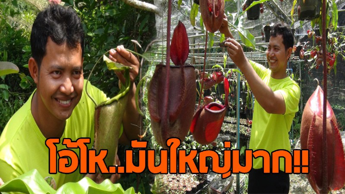 เกิดมาไม่เคยเห็น..!! สุดเหลือเชื่อ ต้นไม้ที่กำลังจะสูญพันธุ์ &ldquo;หม้อข้าว หม้อแกงลิง&rdquo; โดนจับมาเพาะขยายพันธุ์ จนมีหม้อใบใหญ่เท่าหน้าคน..!?