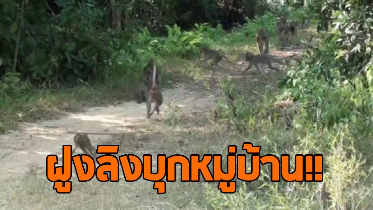 กองทัพลิงกังหางยาว!! ชาวบ้านสุดผวา ลิงกังออกอาละวาด ขโมยกินข้าวของชาวนา ทำเอาเดือดร้อนอย่างหนัก..!!