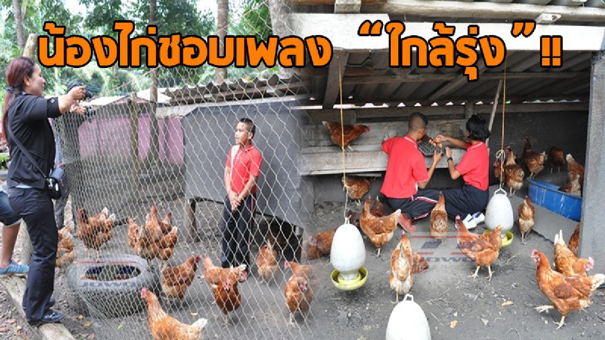 แปลกแต่จริง!! ฝูงไก่ชอบฟังเพลงใกล้รุ่งที่ร้องโดยนักเรียนชั้นป.4 ฟังแล้วออกไข่ใหญ่ๆโตๆ เด็กๆได้เก็บขายเป็นทุนการศึกษาและอาหารกลางวัน (มีคลิป)