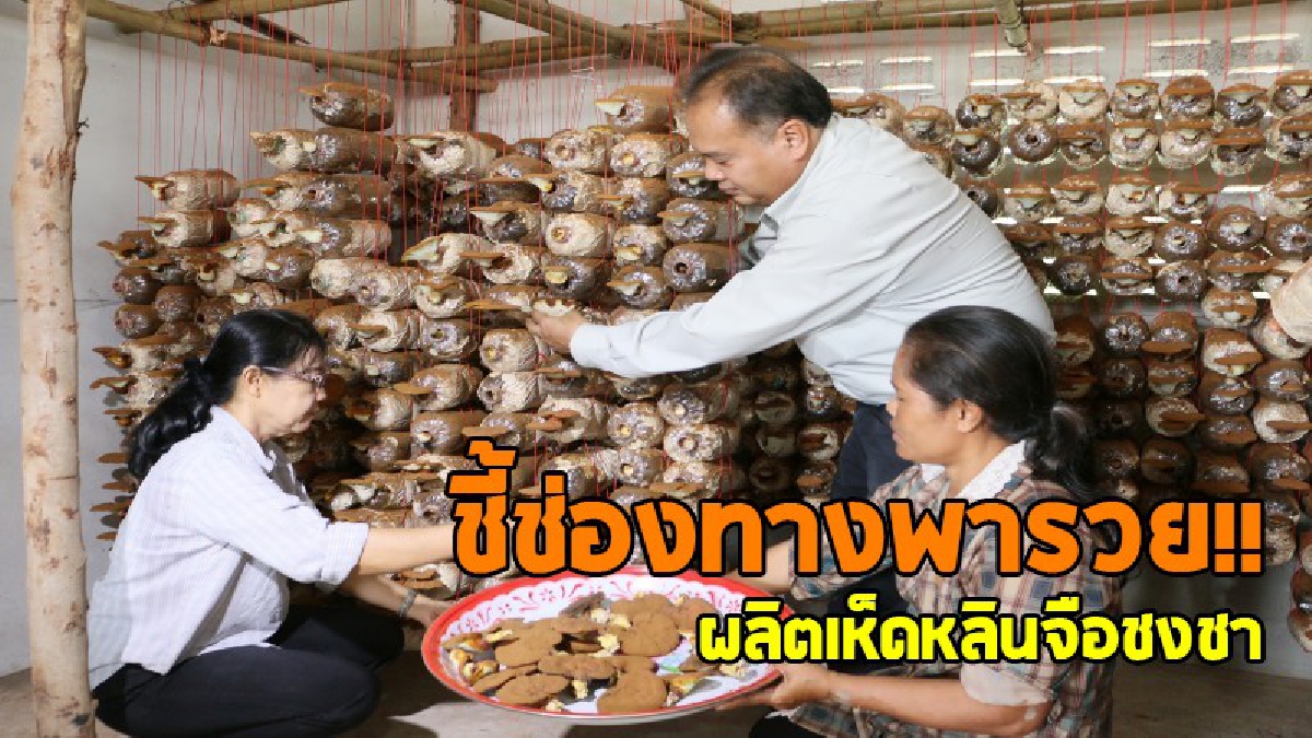 ใครอยากรวย..ฟังทางนี้!! ชี้ช่องทางรวยผลิต "เห็ดหลินจือ" ทำเป็นชาชง ใช้พื้นที่เพียงเล็กน้อย เพียง 60 วัน โกยเงินหมื่นเข้ากระเป๋าได้เล๊ย..!?