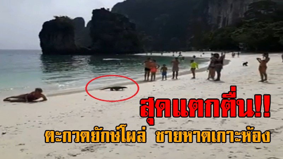 สุดอเมซิ่งไทยแลนด์..!! ฮือฮากันทั้งหาด เมื่อจู่ๆมีตะกวดยักษ์ถิ่นขาใหญ่ ออกมาอวดโฉมอาบแดด-เล่นน้ำทะเล ท่ามกลางนักท่องเที่ยว
