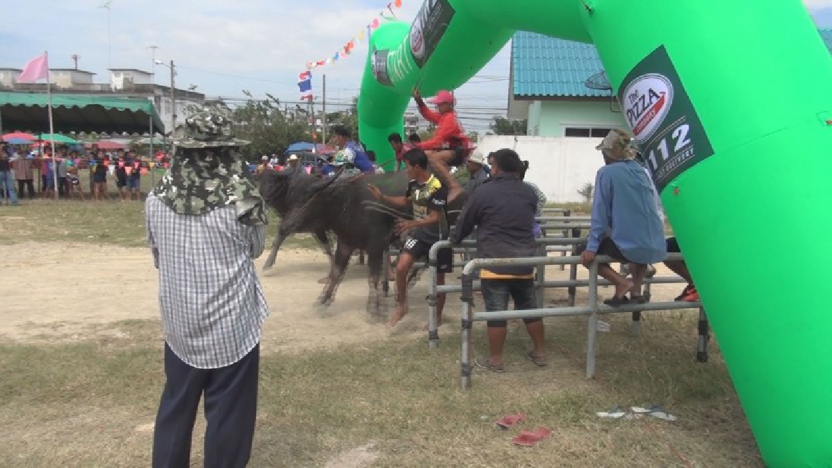 แข่งรอบสุดท้าย!! ทม.บ้านบึง จัดโครงการจัดงานประเพณีวิ่งควาย ประจำปี 2560 ซึ่งถือว่าเป็นสนามสุดท้ายของจังหวัดชลบุรี