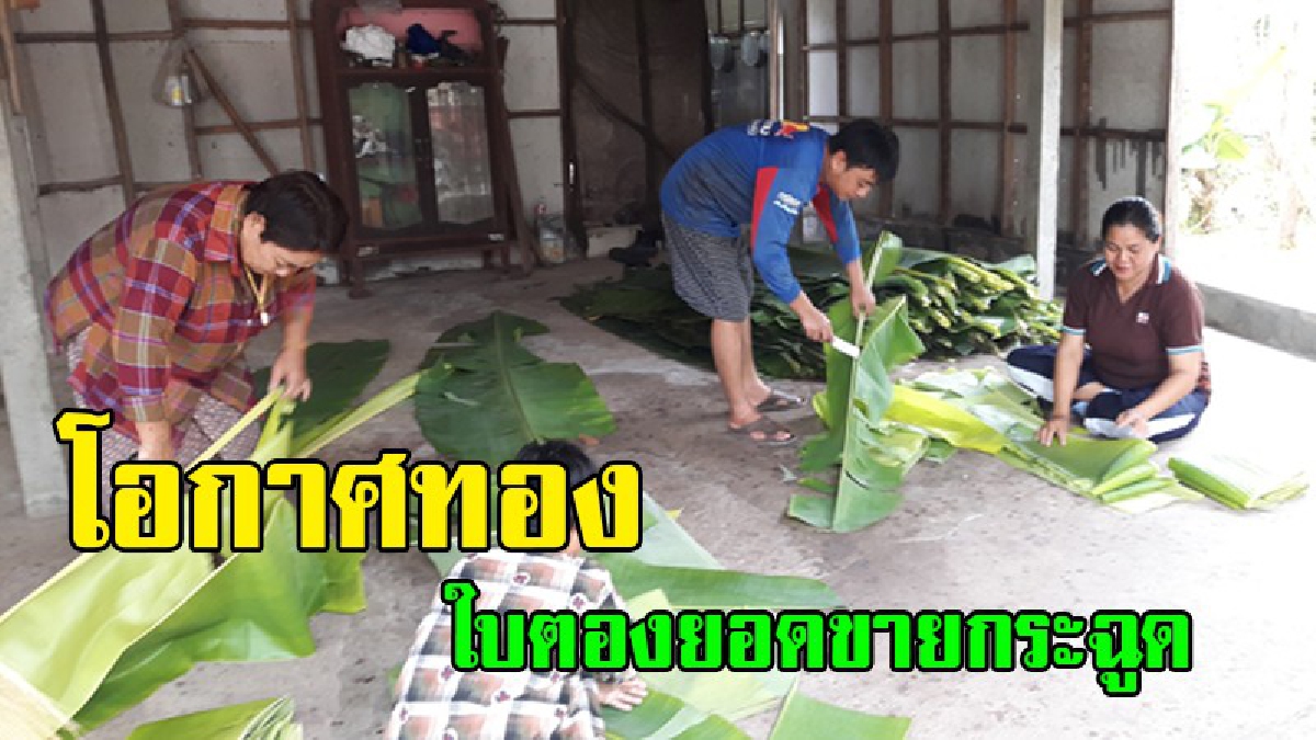 ใบตองที่ยโสธรขายดิบขายดีเป็นเทน้ำเทท่าต้องนำใบตองจากต่างจังหวัดเข้ามาเสริมทัพรับเทศกาลลอยกระทงขณะที่ราคาพุ่งสูงถึงก้านละ10บาท