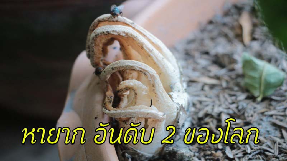 ตะลึง !! พบเห็ดปลาหมึก หายากติดอันดับ 2 ของโลก ผุดขึ้นหน้าร้าน เผย..ก่อนหน้านี้ เพิ่งฝันประหลาด จนถูกหวยมาหมาดๆ (ชมคลิป)