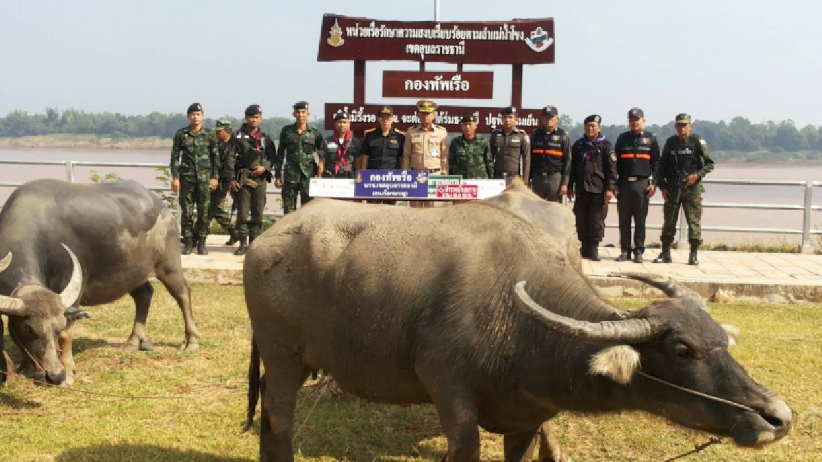 ทหารเรือยึดกระบือต้องห้ามออกนอกประเทศ 5 ตัว มูลค่ากว่า 3 แสนบาท เตรียมลำเลียงข้ามแม่น้ำโขงส่งเพื่อนบ้าน (ชมคลิป)