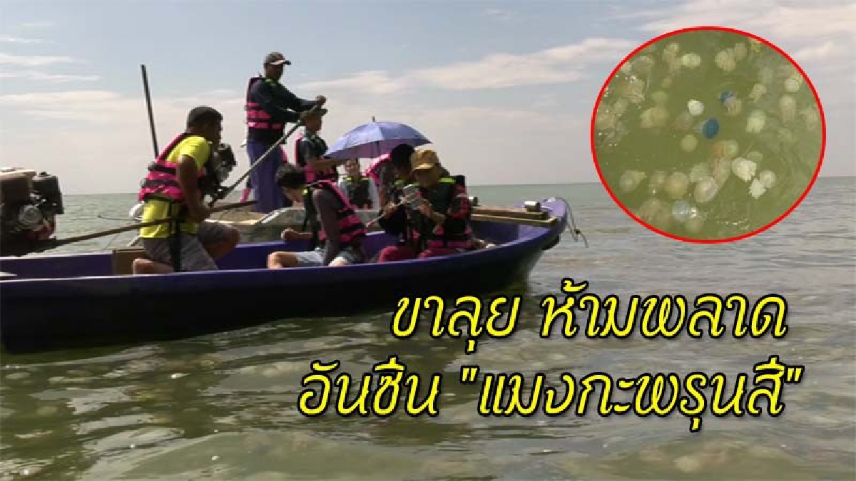 สุดละลานตา!!นักท่องเที่ยวแห่ลงเรือชมแมงกะพรุนสี แม้อากาศไม่เอื้ออำนวย