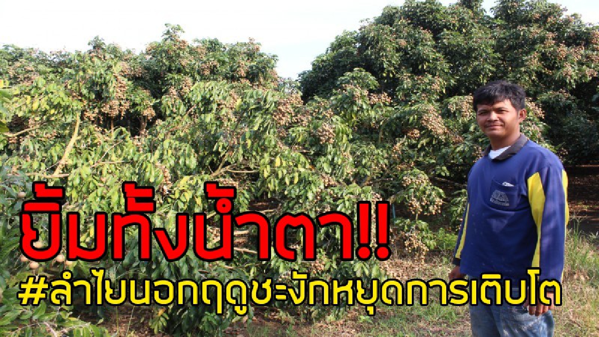 น้ำตาตกใน..!? คงต้องยอมเสียเงินหมื่นไป หลังอุณหภูมิลดฮวบ "ลำไย" นอกฤดูชะงัก ทำกระเป๋าเงินชาวสวนฉีก..!!