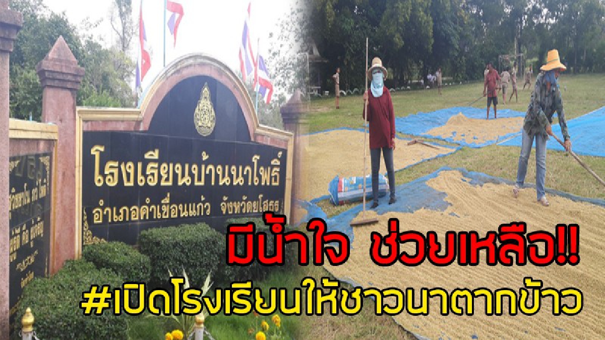 ช่วยเหลือซึ่งกันและกัน..!! โรงเรียนช่วยเหลือชาวนาที่ยโสธร เปิดสนามกีฬาให้เป็นสถานที่ตากข้าว ไล่ความชื้นก่อนนำไปเก็บในยุ้งฉาง..!?