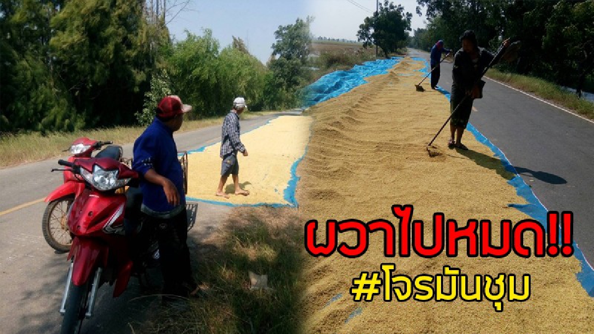  ผวาสุดตัว..!! ชาวนาตากข้าวเปลือกบนถนน รู้สึกมีกลุ่มมิฉาชีพ แอบซุ่มมองหวังจ้องจะขโมยข้าว วอนเจ้าหน้าที่ตรวจเข้มตอนกลางคืนด้วย..!? (มีคลิป )