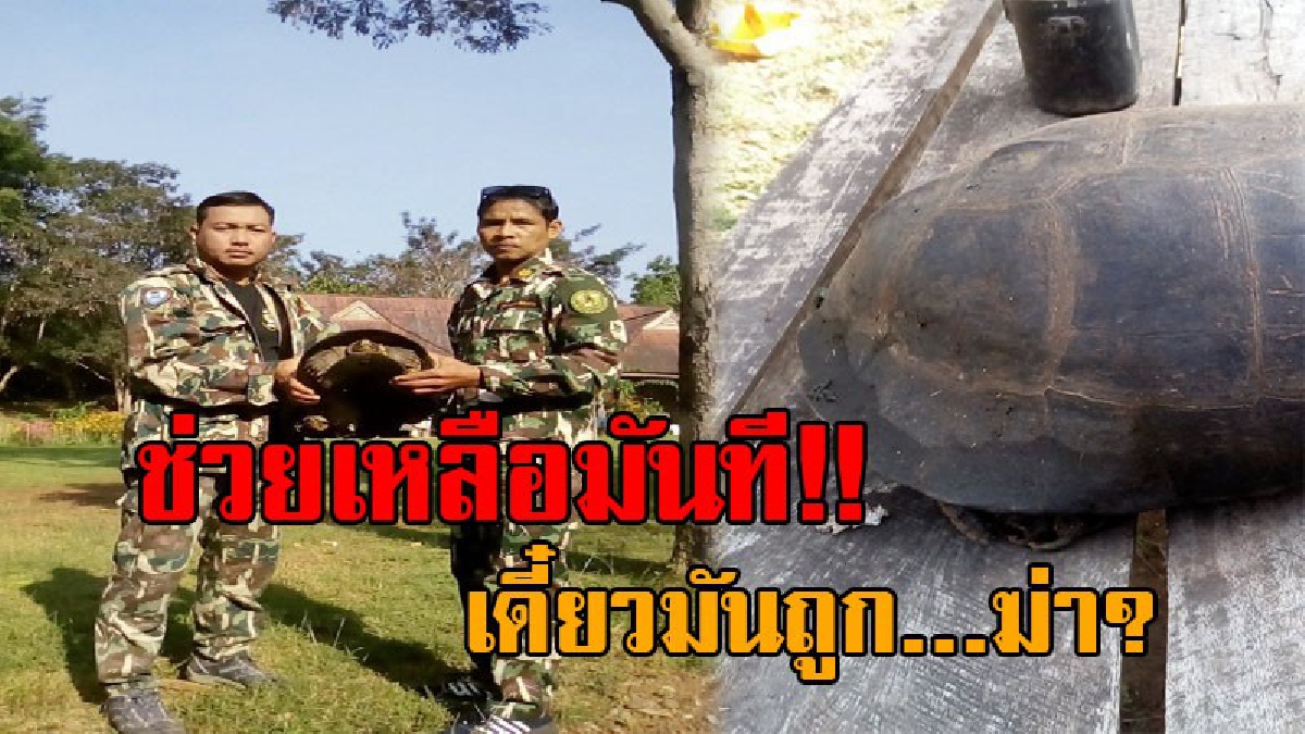 หนุ่มนิรนามถือถุงปุ๋ย มาให้จนท.อุทยาน พร้อมพูดลั่น เดี๋ยวมันถูกฆ่า!! พอเปิดถุงออกดู..แทบไม่เชื่อสายตา มันเป็นสัตว์ที่แทบจะหาไม่ได้แล้วนะ!?
