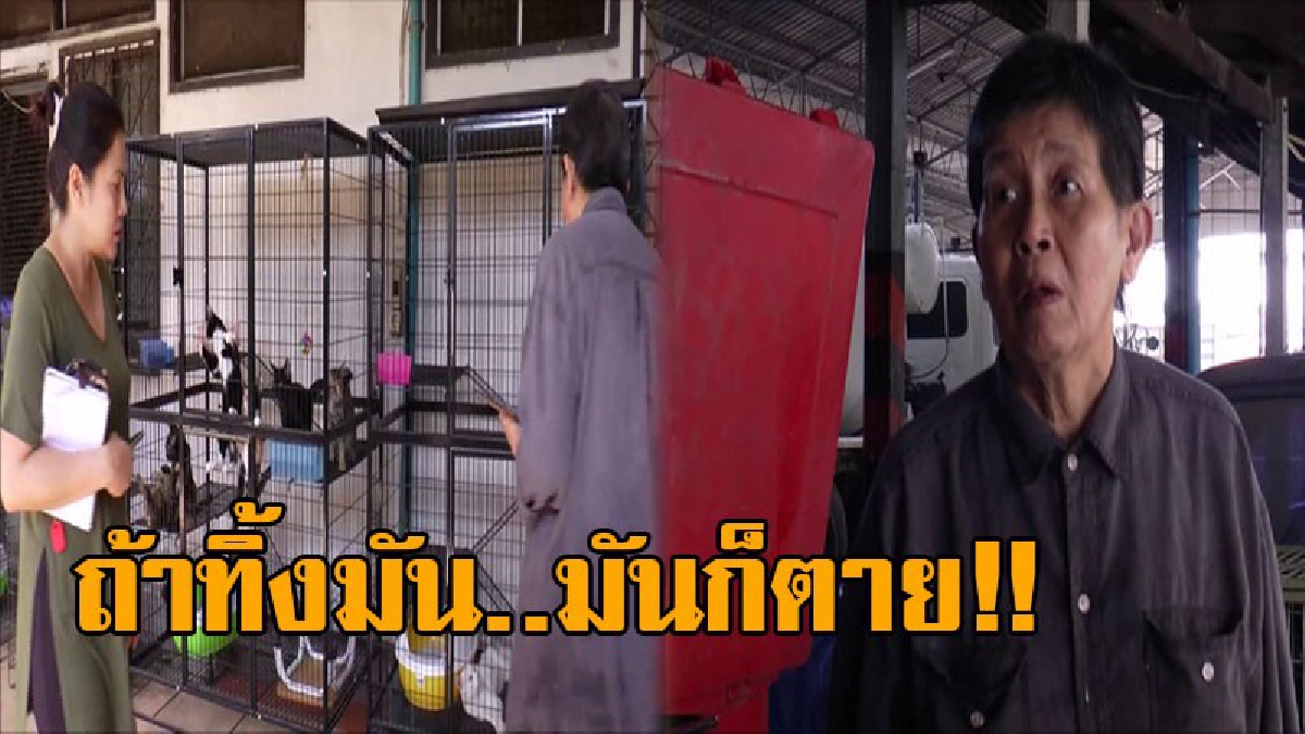 นางฟ้าบนดิน..!! เปิดใจป้าใจบุญ ยอมสูญเงิน 100 ล้าน เพื่อเลี้ยงหมา-แมวจรจัดเกือบ 2,500 ตัว เผยทิ้งไม่ลง ใครใจบุญอยากช่วยเหลือก็ติดต่อมาได้!?
