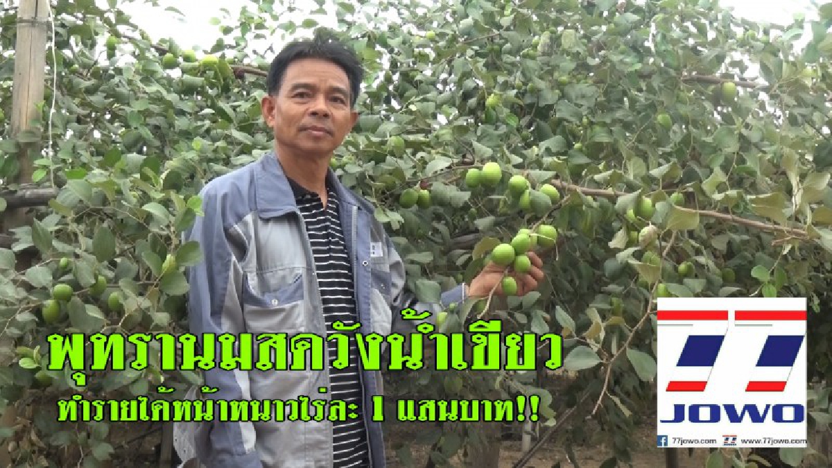 ผลิตแทบไม่ทัน..!! ผลไม้ฤดูหนาวขึ้นชื่อ "พุทรานมสด" ของแท้-ของดีวังน้ำเขียว "ไร่ประเสริฐ" สดจากไร่ สร้างรายได้หน้าหนาวไร่ละ 1 แสนบาท