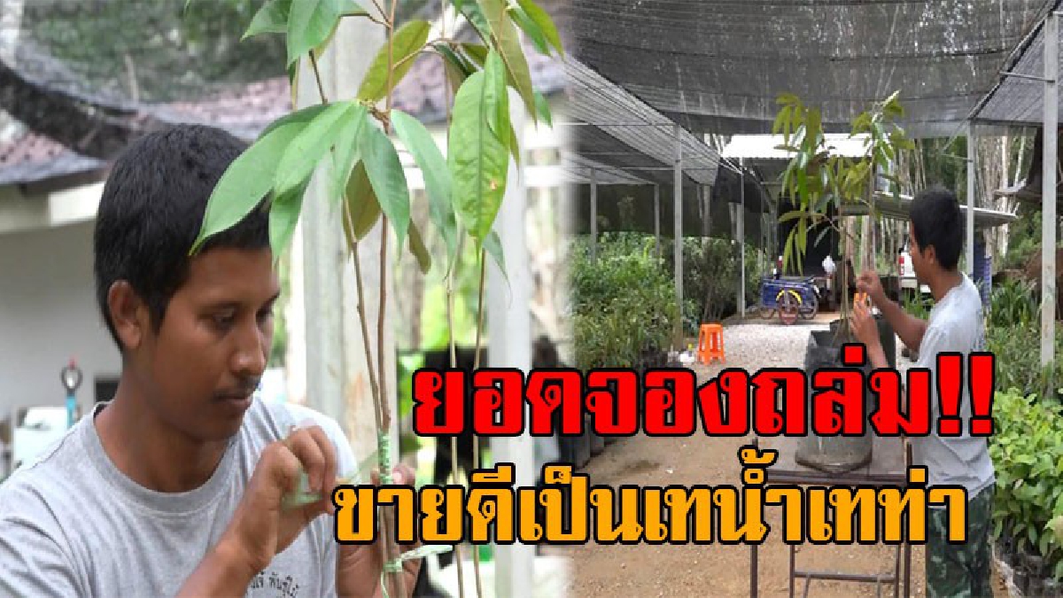 ถึงกับต้องร้องโอโห..!! ปังสุดๆ ยอดสั่งจองทุเรียนเสริมราก พุ่งนับพันต้น หนุ่ม ม.แม่โจ้ สุดยอดไอเดีย เผยจะเริ่มทยอยส่งถึงกลางปีหน้า (คลิป)