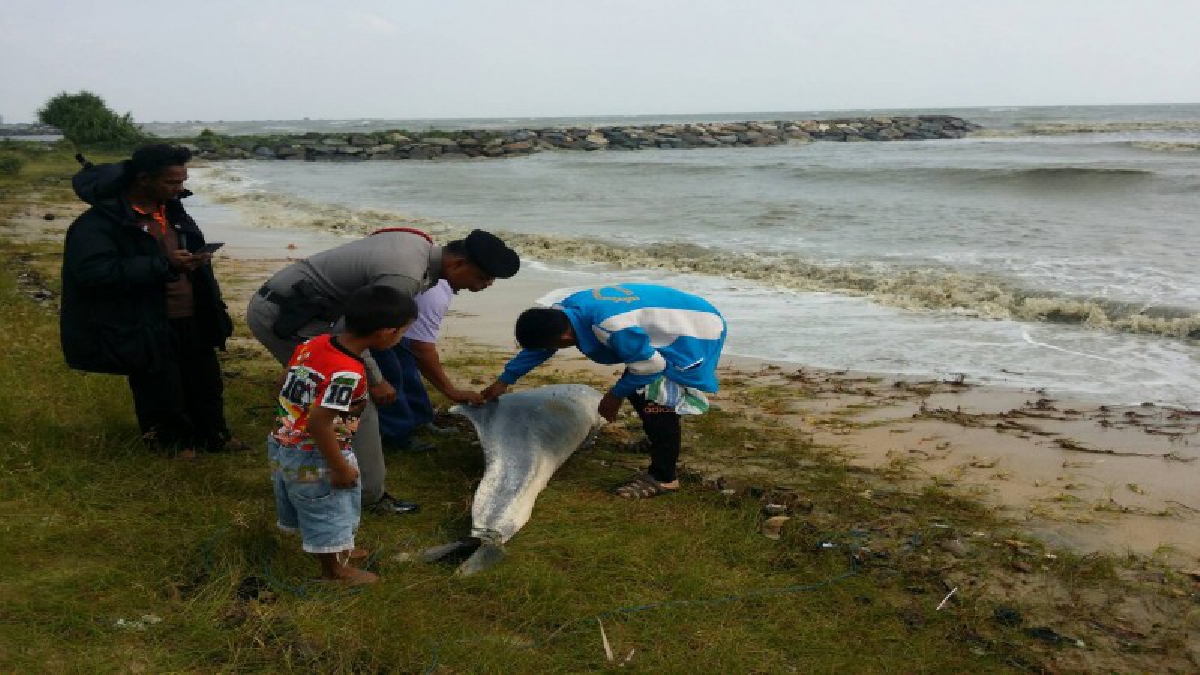 สุดสลด !! ชาวบ้านพบซากโลมาเกยตื้นชายหาดเมืองคอน คาดติดอวนเรือประมงตาย