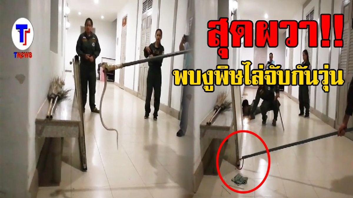 ทำเอาวุ่นไปหมด..!? ระวังกันให้ดี มันชอบแอบซ่อนอยู่ พบ"งูพิษ" เลื้อยเข้าสำนักงานททท.เลย โร่แจ้งกู้ภัย ไล่จับวุ่น..!? (ชมคลิป)