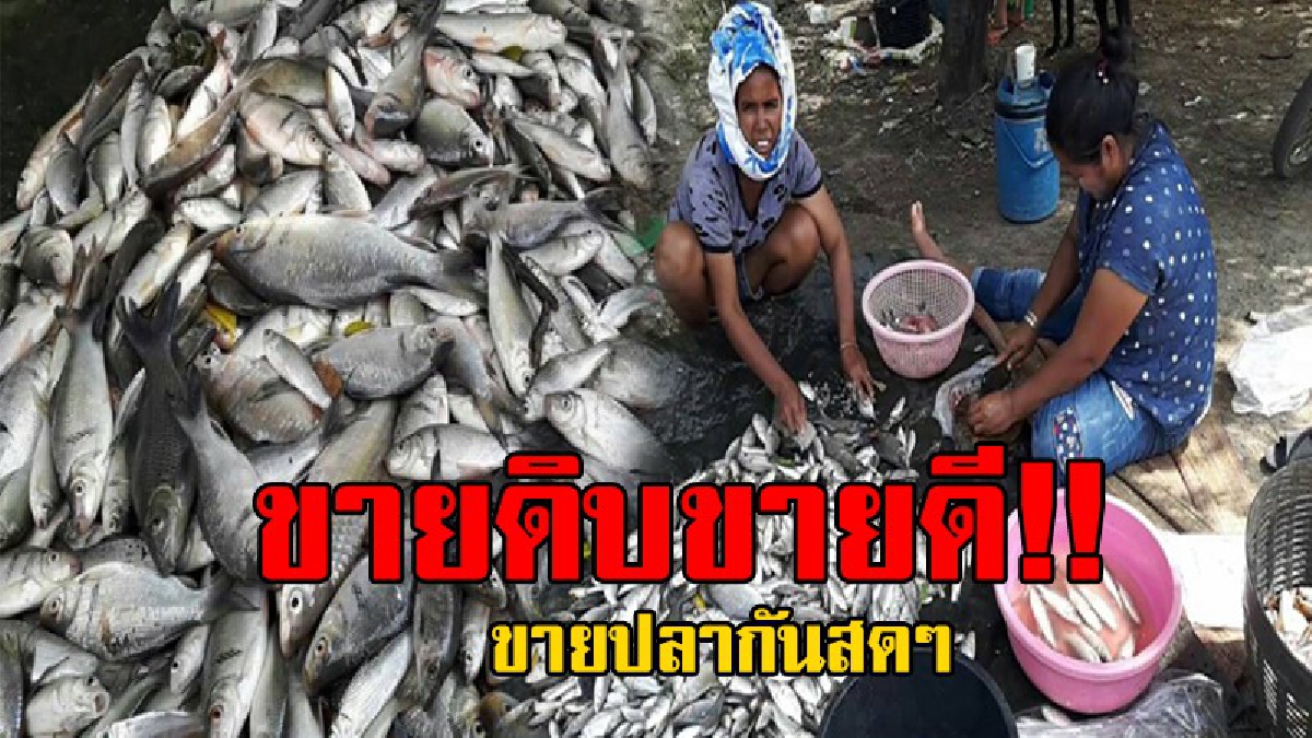 สุดยอดอาหารบำรุงสมอง..!! จับขายกันแบบสดๆ ปลาน้ำจืดแห่งลุ่มแม่น้ำชี ขายดิบขายดี ลูกค้าติดใจในรสชาติ ถึงกับต้องเดินทางมาซื้อถึงที่..!