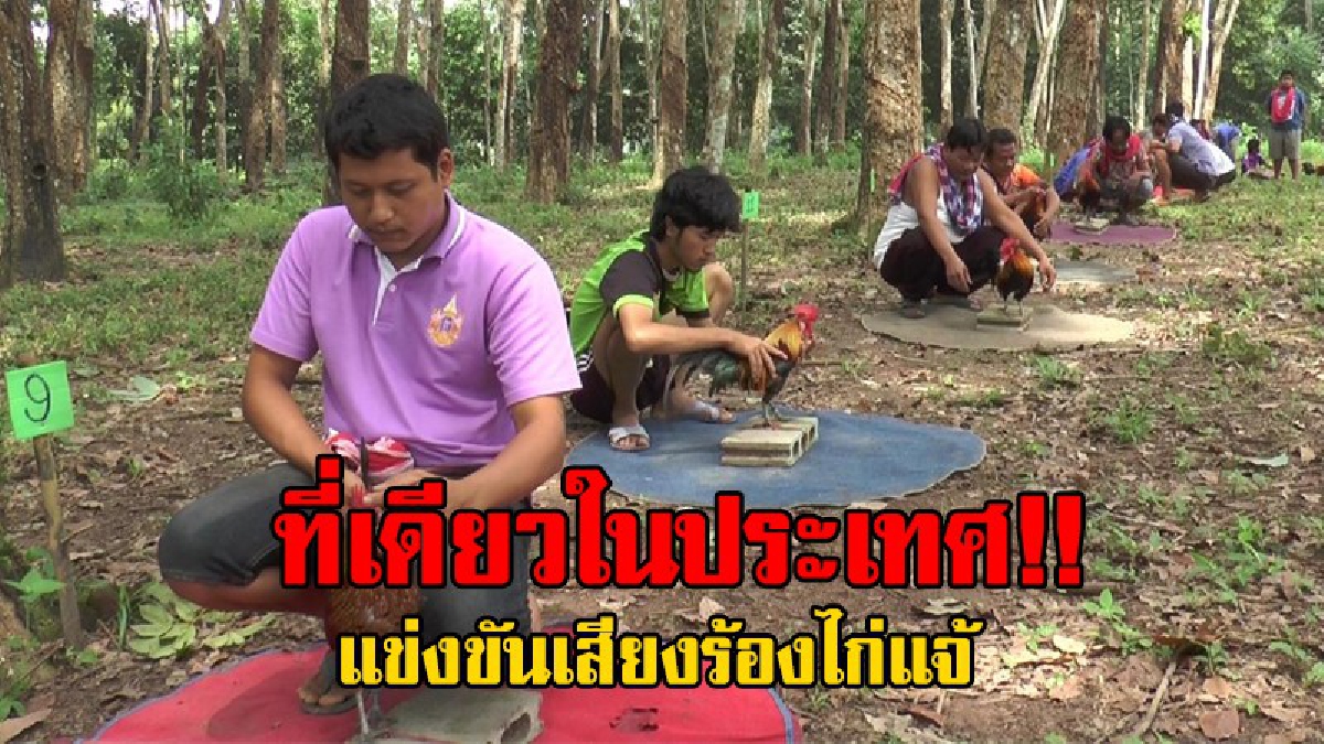 สุดเหลือเชื่อ..ที่แรกในประเทศ!! จัดแข่งขันเสียงร้องไก่แจ้แข้งดำบนพรหม นับเสียงไก่ขันคล้ายกับแข่งนกกรงหัวจุกของชาวใต้..!?