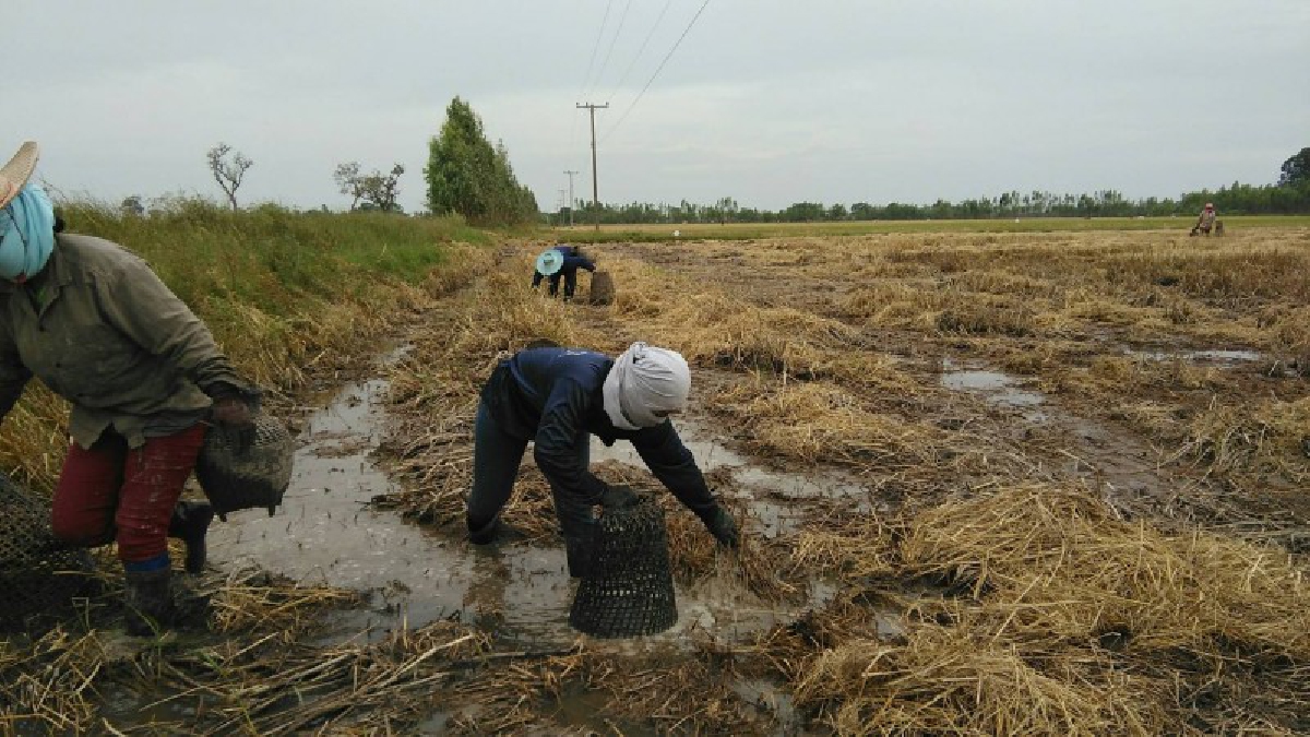 นี่แหละวิถีชีวิตของคนอีสานบ้านเฮา ลัดเลาะตามทุ่งนา สุ่มดักปลาในนาข้าว ที่เกี่ยวเสร็จแล้ว นำมาทำอาหารและทำปลาร้า ไว้รับประทานได้ทั้งปี!?
