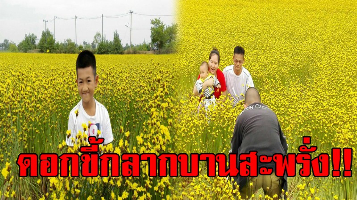 ชื่อไม่เพราะ แต่คนชอบ!? นทท,แห่ชมดอกขี้กลาก บานสะพรั่งสีเหลืองอร่ามทั่วท้องทุ่งนา อวดความงามให้ผู้คนได้เห็นกัน ที่บ้านคำแค อำเภอเมืองหนองคาย