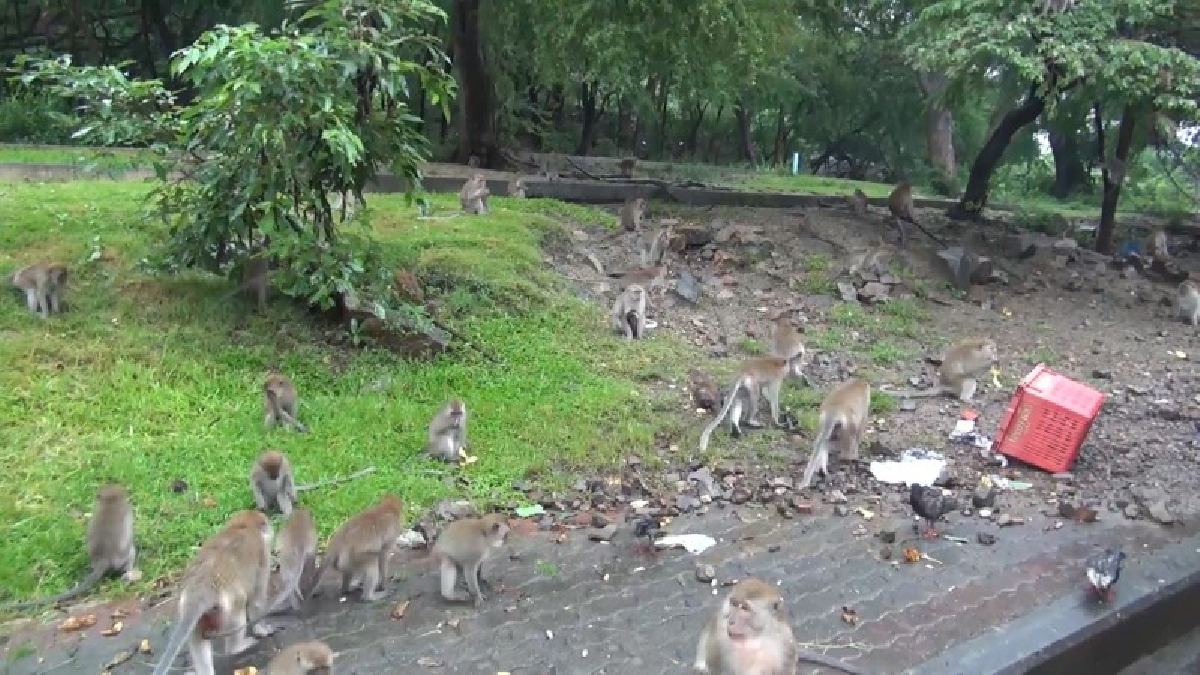 ฝูงลิงเริ่มขาดแคลนอาหาร หลังภาคใต้ฝั่งตะวันออกย่างเข้าฤดูลมมรสุม ปชช.-นทท.ไม่เข้ามาให้อาหารลิง (ชมคลิป)