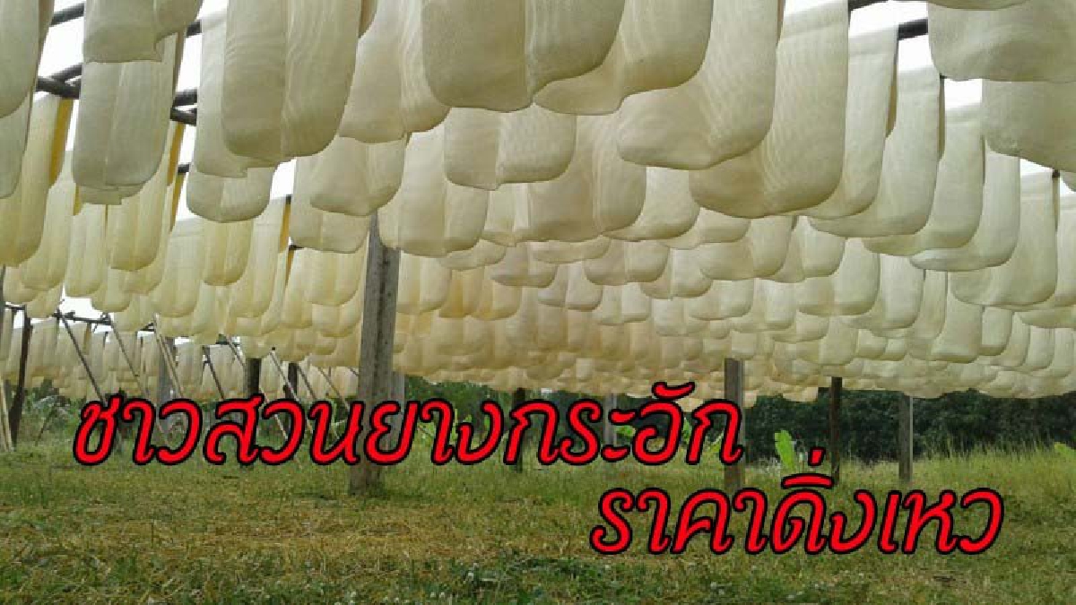 ชาวสวนยางกระอัก น้ำยางเฉียด 3 โลร้อย ตกต่ำที่สุดในรอบปี  เดือดร้อนทุกหย่อมหญ้า แถมมีแนวโน้มจะต่ำลงอีก (รายละเอียด)