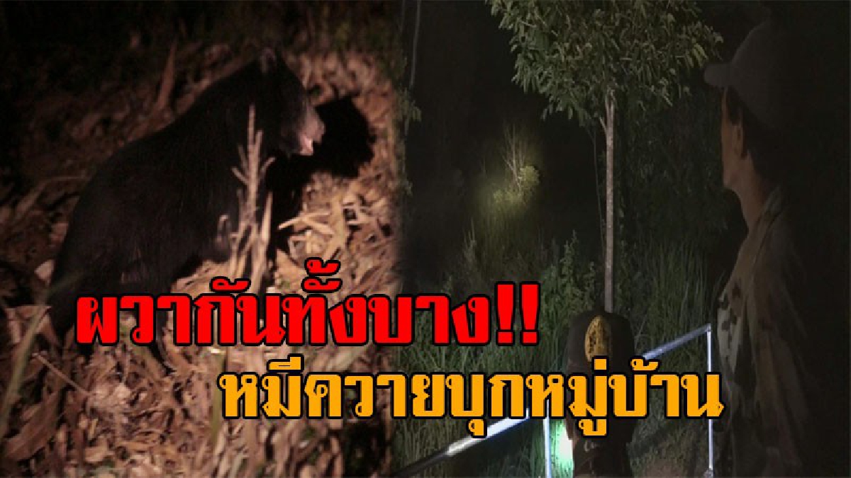 มันมาเหยียบถึงที่..!! ชาวบ้านวังน้ำเขียวผวา หลังหมีควายบุกหมู่บ้าน รวมกลุ่มออกลาดตระเวน คอยเฝ้าระวังกันทั้งวันทั้งคืน!? (ชมคลิป)