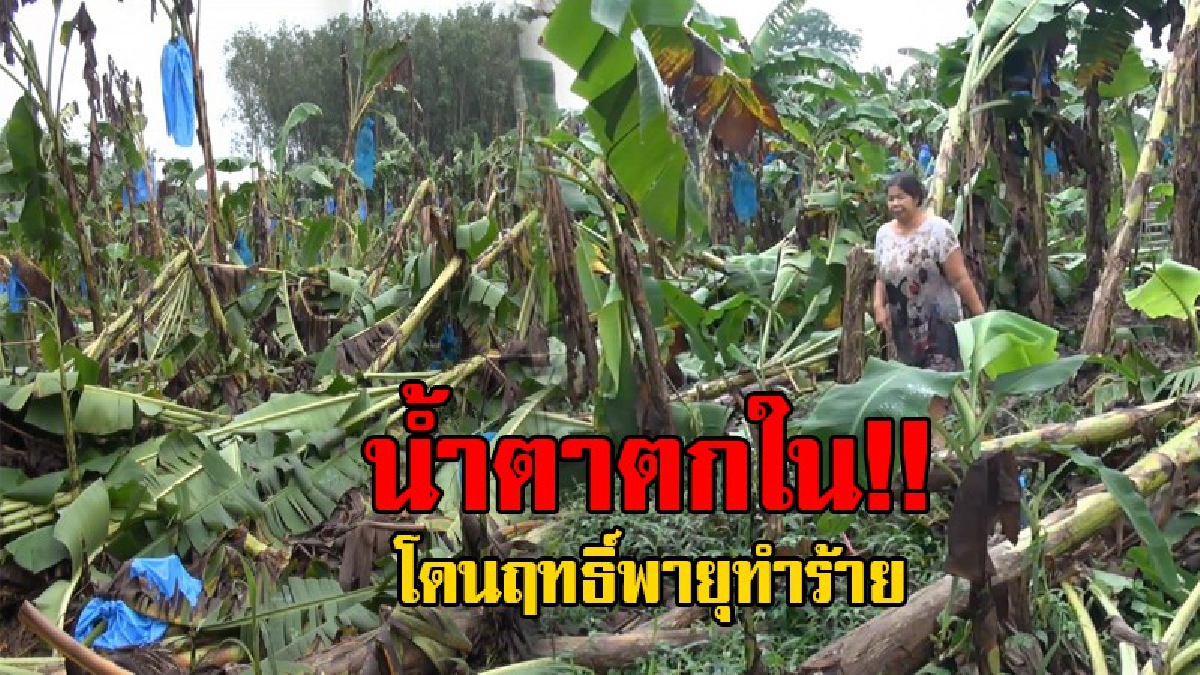 เห็นสภาพแล้วน้ำตาแตก..!! โดนอิทธิพลของพายุดอมเรย ทำให้เกิดพายุฝนพัดกระหน่ำ สวนกล้วยหอมทองล้มพับหลายสิบต้น..!?