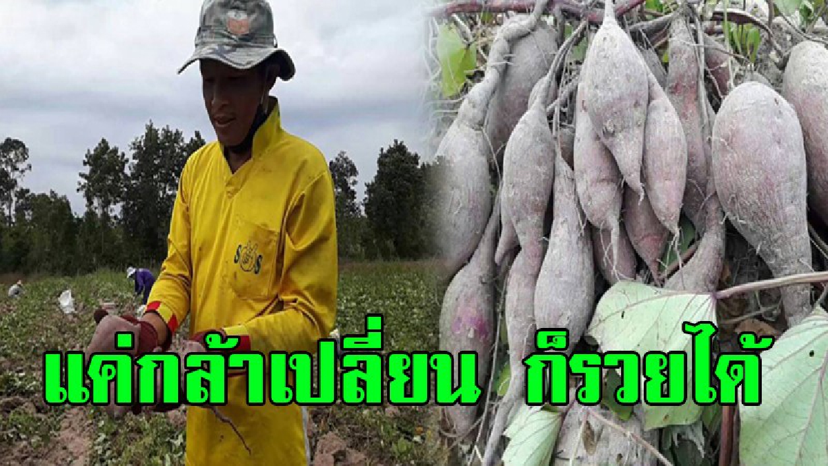 จุดเปลี่ยนของชีวิต !! 2 ผัวเมียตัดใจทิ้งมันสำปะหลัง ปลูกมันญี่ปุ่นโอกินาว่า สุดทึ่ง แค่ 80 วันจากขาดทุนมาค่อนชีวิต สร้างกำไรอย่างงาม