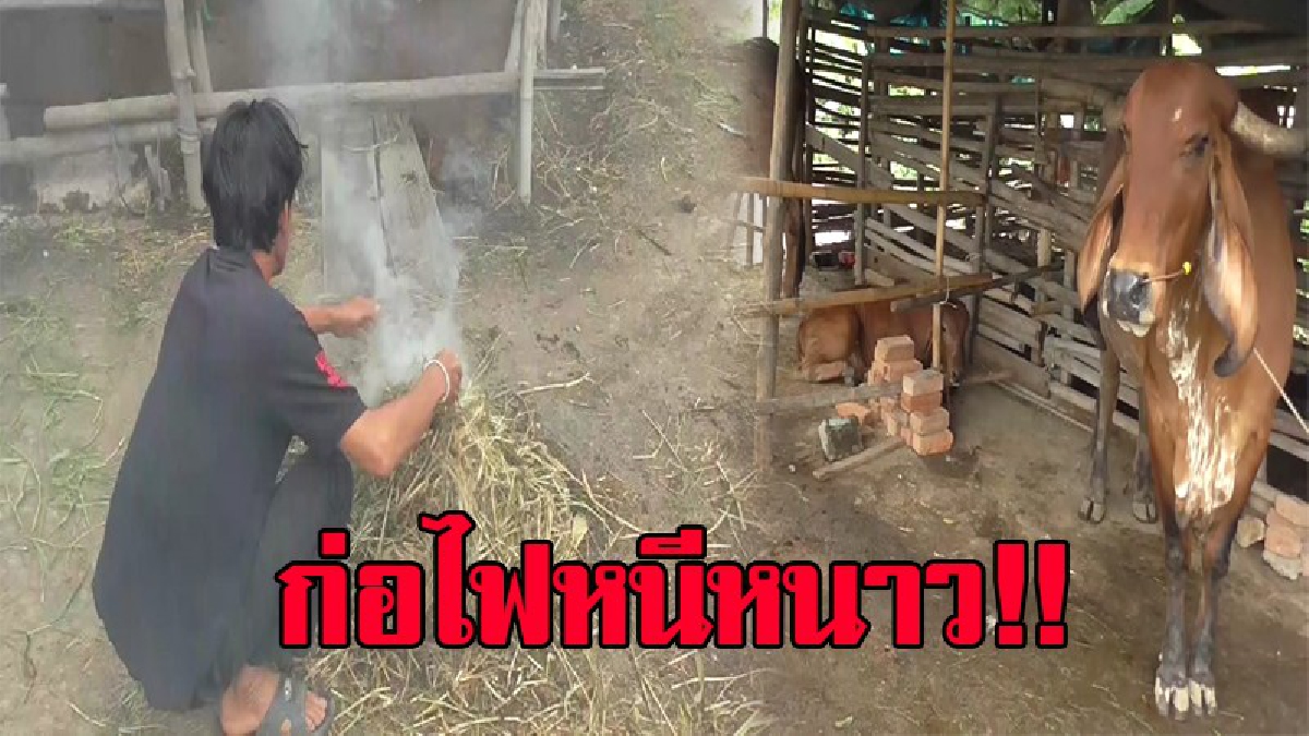 ความหนาวมาเยือน..!! เริ่มหนาวเย็นลงอย่างรวดเร็ว ประกอบกับมีฝนตกปรอยๆตลอดเวลา จนต้องสุมไฟเพิ่มอุณหภูมิให้วัว..!?