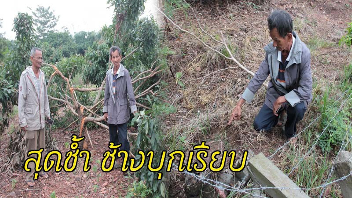 ชาวสวนลำไยสอยดาว-โป่งน้ำร้อน ช้ำหนัก ช้างป่าบุก กินลำไยรอเก็บเกี่ยวเรียบ สูญนับแสน (ชมคลิป)