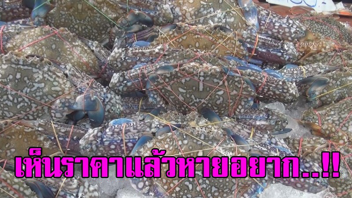 ราคาจุกอกมาก!! จากกระแสลมแรงในช่วงนี้ ส่งผลให้ปูม้ามีราคาแพงขึ้นเกือบเท่าตัว ผู้ประกอบการเผย "ขาดตลาด" เพราะเรือเล็กไม่สามารถออกจากฝั่งได้
