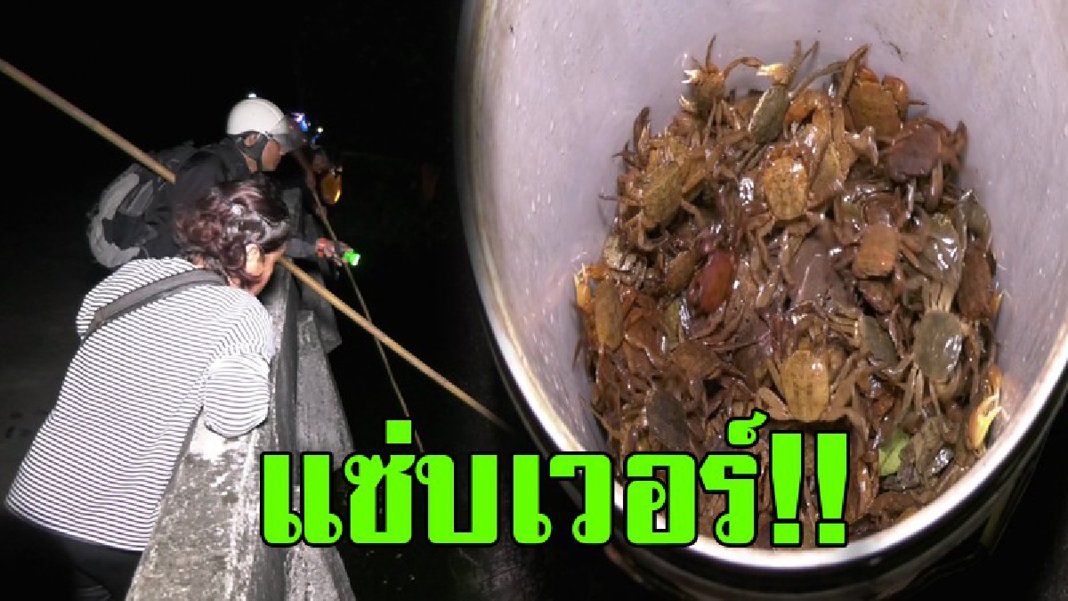 แซ่บเวอร์!! ชาวบ้านโต้ลมหนาว แห่ดักตักปูใบไม้ หลังวางไข่ คนชอบกินบอกเลย กินจนหนำใจ จับได้โคตรเยอะ ทั้งดองกินเองแล้วขายกำไรดีสุดๆ..!!