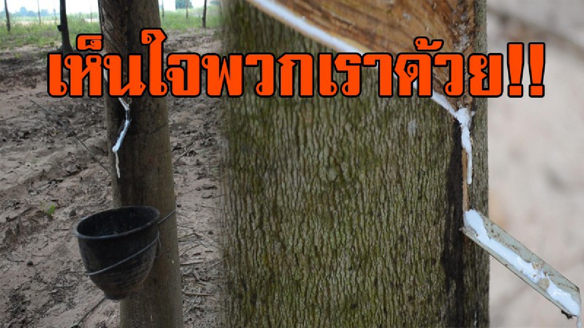 รัฐบาลช่วยที!! ชาวเกษตรกรสวนยาง จ.อุดรธานี วอนภาครัฐ ช่วยเหลือราคายาง ให้ได้ก.ก.ละ 40 บาท ถึงจะอยู่ได้