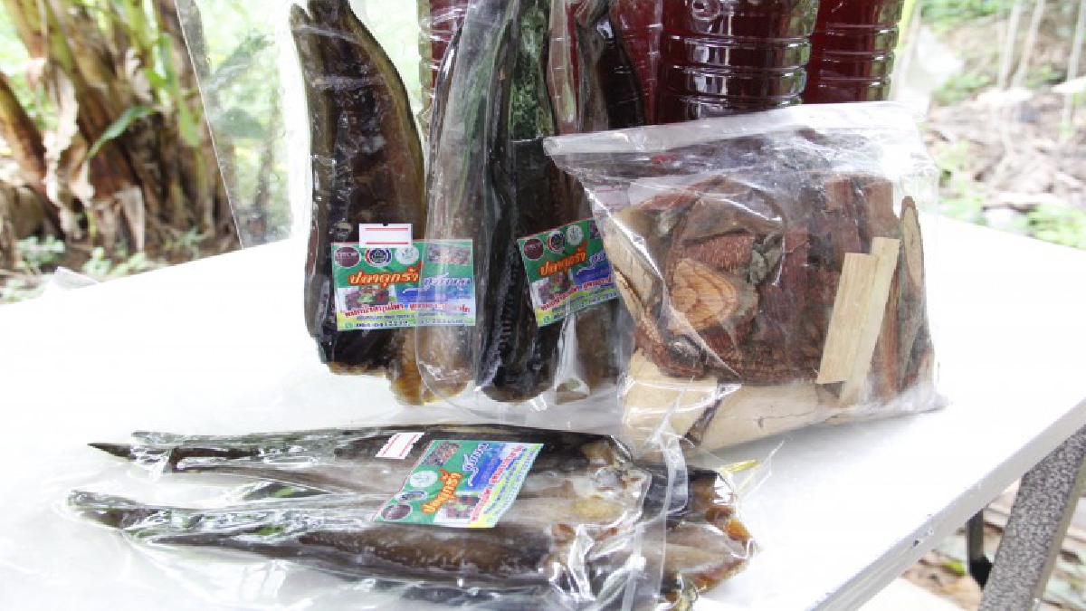 สุดทึ่ง..!! กินข้าว เหมือนได้กินยา เมื่อกินข้าวกับปลาดุกร้าหมักสมุนไพรเงาะป่าซาไก..!?