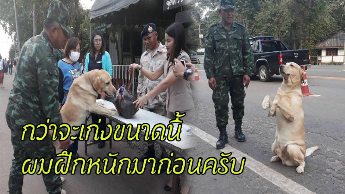 ภารกิจเพื่อชาติ !! กองพันสุนัขทหาร เปิดตัว "นักรบสี่ขา" แห่งกองทัพไทย กับภารกิจสุดหิน..งานนี้ไม่เก่งจริงทำไม่ได้ (ชมคลิป)