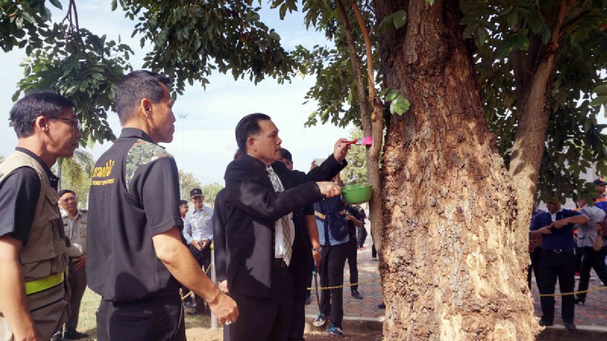 ผวจ.สระแก้ว ส่วนราชการและเจ้าหน้าที่พิทักษ์กว่า 130 คน ร่วมกันตกแต่งต้นไม้ทรงปลูกของ ร.10 และ สมเด็จพระเทพฯ วันรักต้นไม้ประจำปีของชาติ