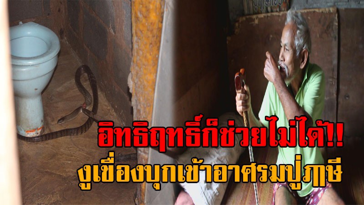 ส่องเลขที่บ้านกันชัดๆ..!! งูเขื่องบุกเข้าอาศรมปู่ฤๅษีโคราช งาบอุทัยเทวีคาตา งานนี้ไม่ต้องใช้อิทธิฤทธิ์ช่วย แต่ต้องใช้บริการกู้ภัยอย่างด่วน!?