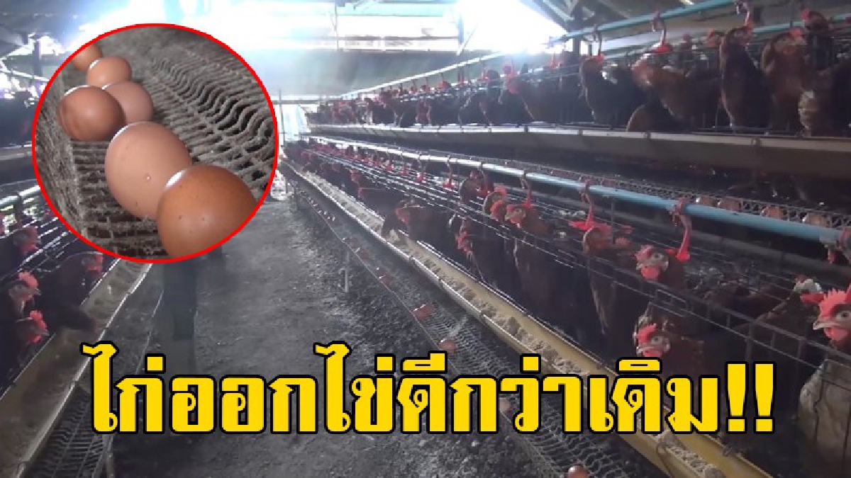 ยิ้มกว้างแบบมีความสุข..!! เจ้าของฟาร์มไก่ไข่เฮ หน้าฝน อากาศเย็น ไก่กินอาหาร ทำให้ออกไข่ดก ฟองใหญ่กว่าเดิม..!?