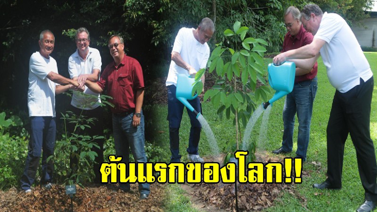 สวนนงนุชพัทยา นำกิ่ง”ต้นยางพารา 11 ต้นแรกของโลก ส่งมอบคืนให้สวนพฤกษศาสตร์ประเทศสิงคโปร์