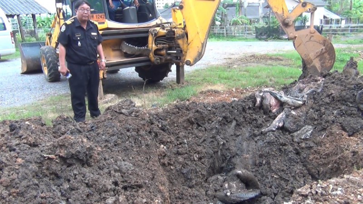ด่านกักกันสัตว์สงขลา ”ขุดซากหมูป่าชำแหละ 2 ตัน” ท้าพิสูจน์ความจริง (ชมคลิป)