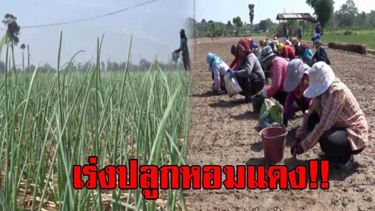 มองเห็นทางรวย..!! อากาศที่เริ่มหนาวเย็น ชาวบ้านต่างเร่งมือปลูก "หอมแดง" ออกจำหน่ายสร้างรายได้ หลายแสนบาทต่อปี..!?