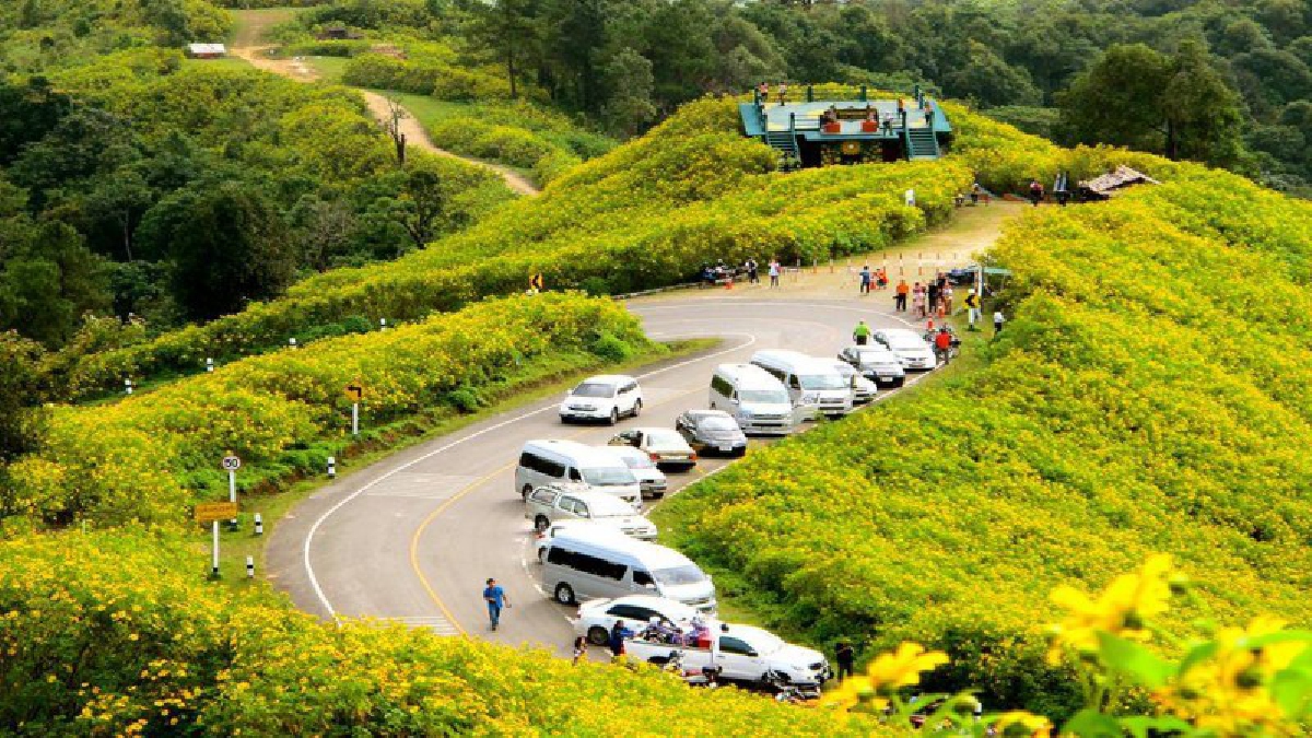 ความสวยงามที่ธรรมขาติมอบให้..!! บานสะพรั่ง เหลืองอร่าม รอต้อนรับนักท่องเที่ยวมาเยือน "ดอกบัวตองดอยแม่อูคอ" (ชมคลิป)