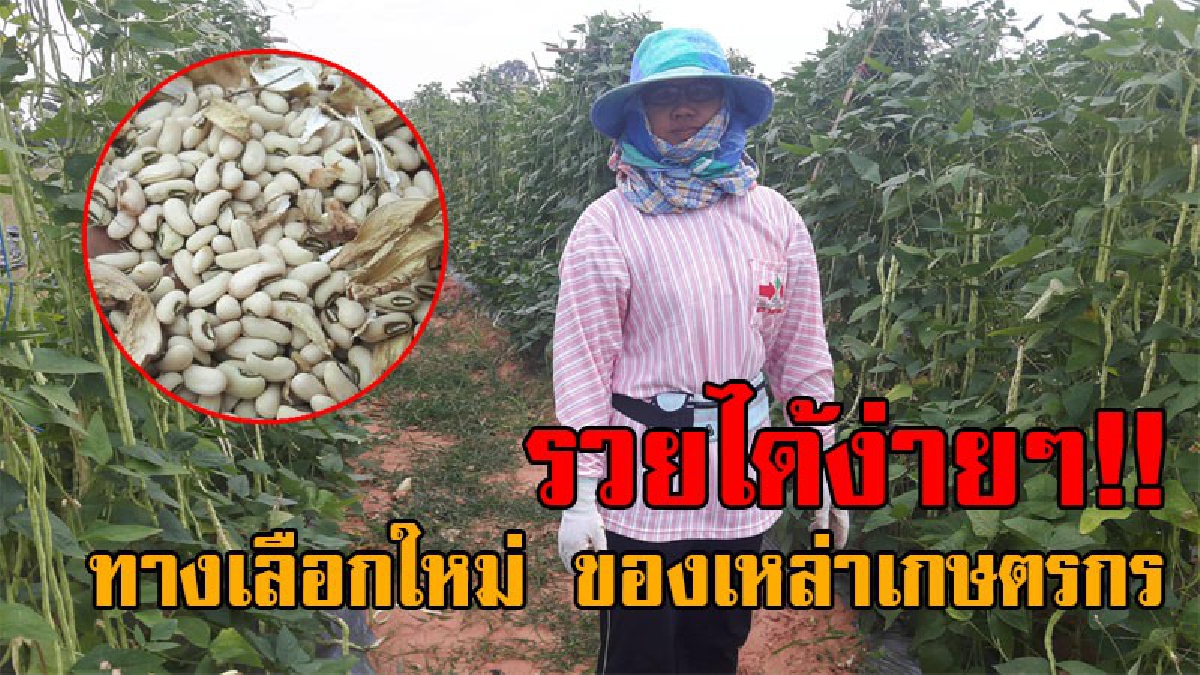 รวยกันทั่วหน้า..!! คว้าเงินมาได้ง่ายๆ ปลูกถั่วฝักยาวขายเมล็ดแห้ง แทนฝักสด ราคาสูงถึง 240 บาท/กก. แค่ 1 ไร่ สร้างรายได้กว่า 70,000 บาท