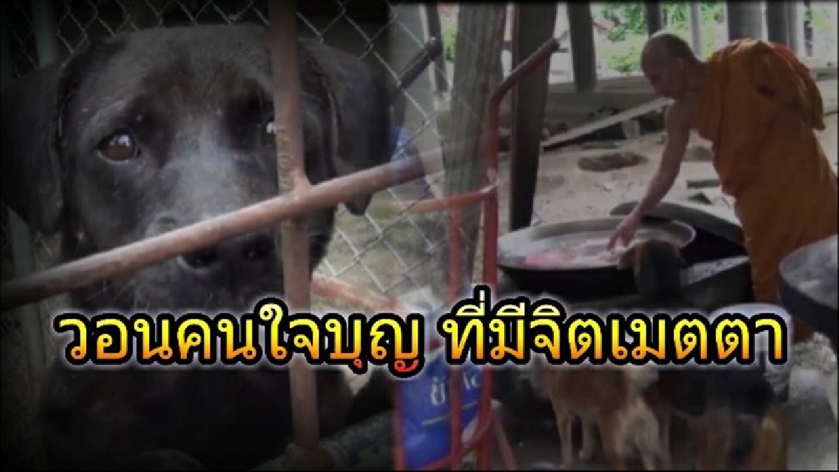 ช่วยผมหน่อย..!? เจ้าอาวาสวัดดังลำปาง เชิญผู้ใจบุญ ที่มีจิตเมตตา ร่วมบริจาคเงินหรือวัคซีน เพื่อช่วยเหลือสุนัขที่มีมากกว่า 350 ตัว (มีคลิป)