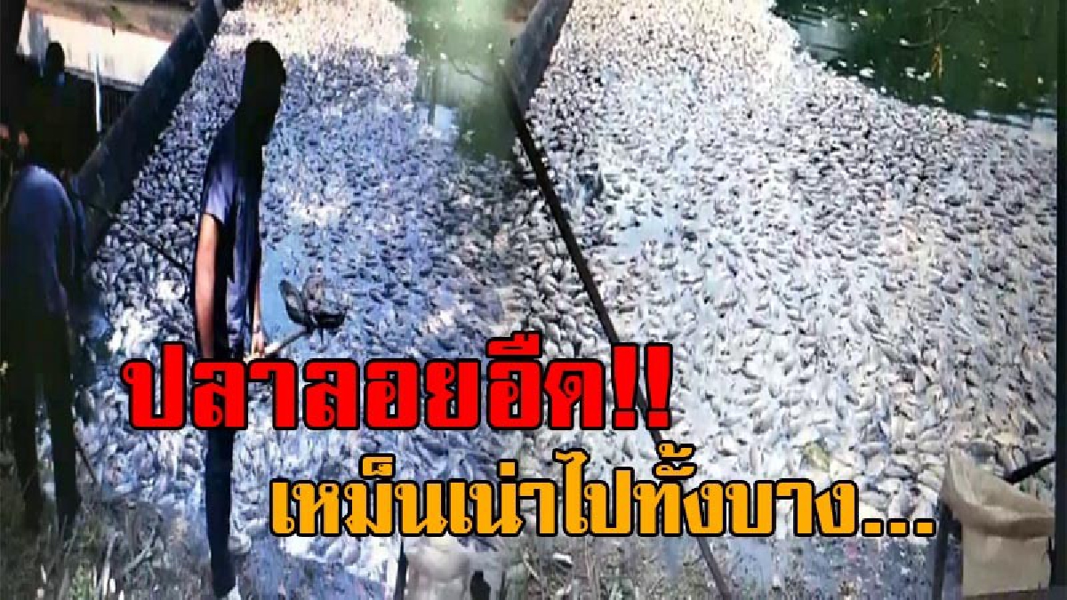 กลิ่นเน่าเหม็นคลุ้ง..!! สุดอึ้ง พบฝูงปลานานาชนิด นับหมื่นตัวลอยตาย ในทะเลสาบหมู่บ้านเมืองทองธานี จนท.โร่เข้าตรวจสอบ!? (คลิป)