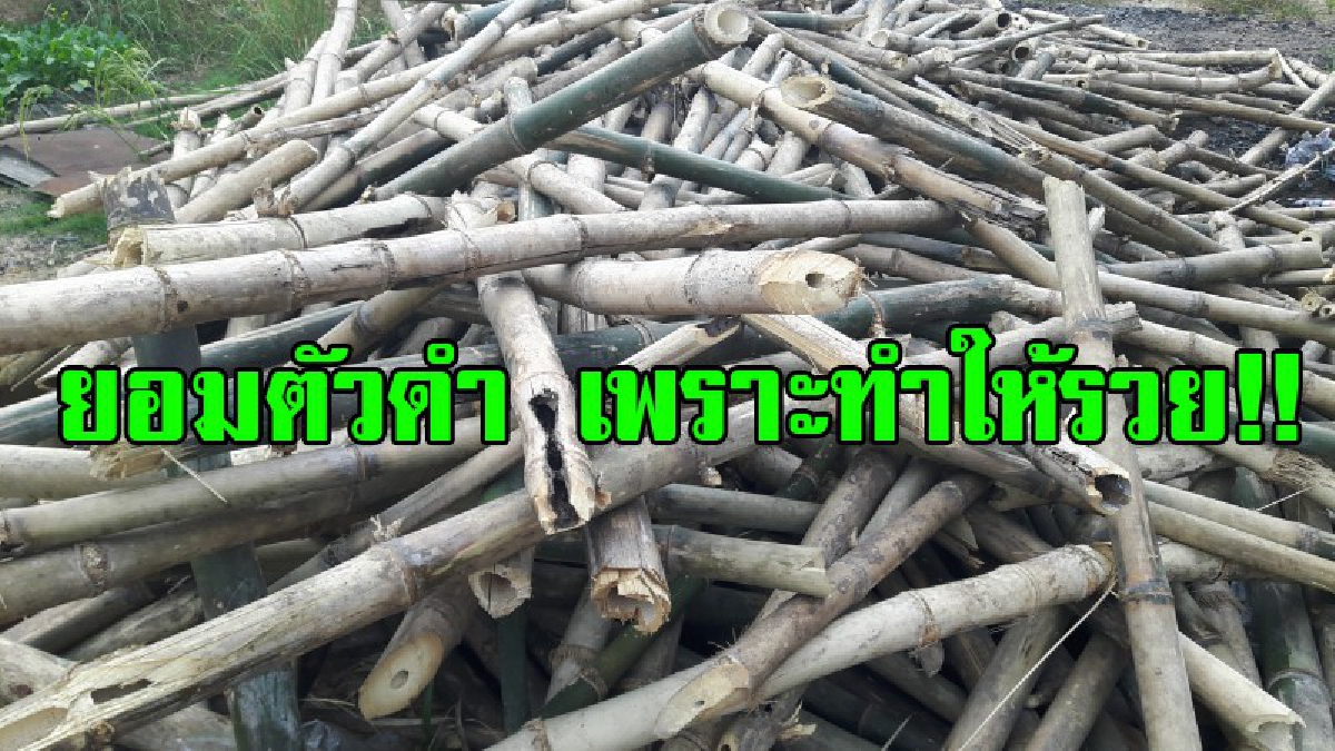 ชี้ช่องพารวย!! เส้นทางนี้รวยแน่ๆ แม้ตัวดำ แต่ครอบครัวสุขสบาย ยิ่งหนาวยิ่งขายดี ฝุ่นถ่านไม้ไผ่บด ขายกันแทบไม่ทันลูกค้าสั่งซื้อกันจนไม่พอขาย!?
